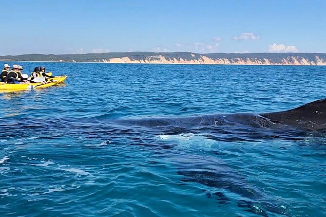 Epic Kayak With Dolphins & Wildlife - 4WD Beach Adventure Noosa - Meeting in Noosa and the ferry-to-sand transfer
