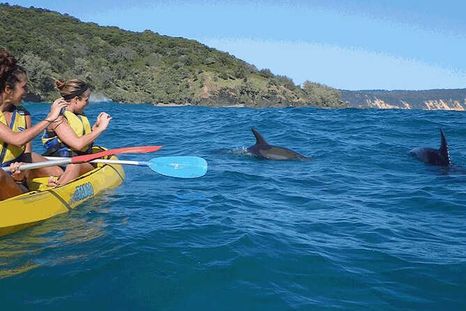 Epic Kayak With Dolphins & Wildlife - 4WD Beach Adventure Noosa - Price and what you actually get for your money