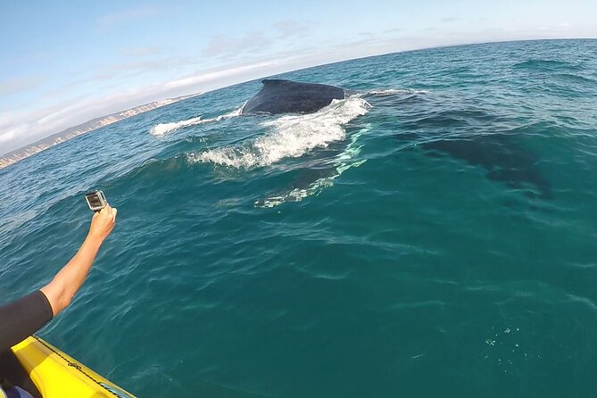 Epic Kayak With Dolphins & Wildlife - 4WD Beach Adventure Noosa - Great Beach Drive: the ocean ride you’ll talk about later
