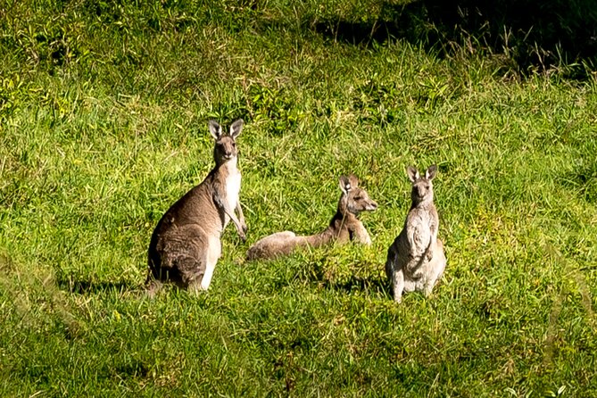 Escape Sydney: Sea Cliff Bridge, Wildlife, Kiama Coast Private - Why the Kiama Coast feels easier than you expect