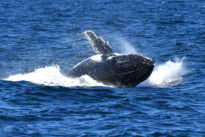 Escape Sydney: Sea Cliff Bridge, Wildlife, Kiama Coast Private - Minnamurra’s basalt cliffs and coastal walk time