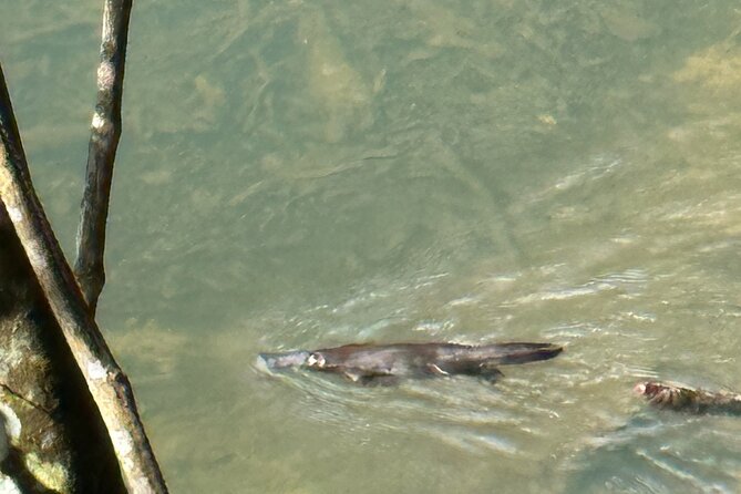 Eungella Platypus Tour - Price and value: why $114.04 can be a smart buy