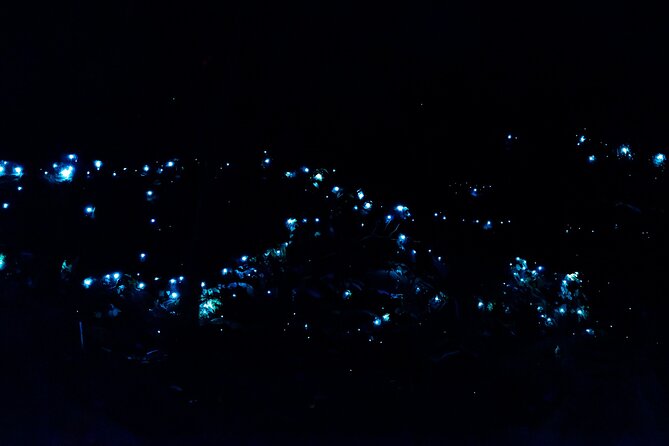 Evening Rainforest & Glow Worm Tour from Gold Coast - Key things to know before you go