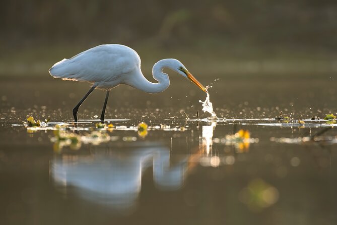 Everglades Explorer - Noosa Everglades Tour - Lake Cootharaba cruise and Fig Tree point: your first real decision