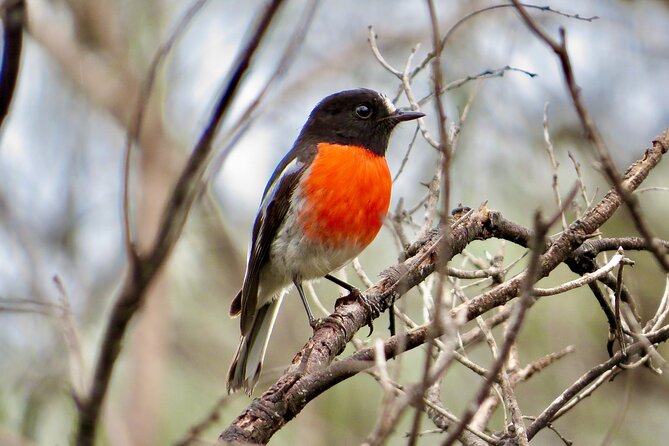 Exceptional Port Lincoln, Seafood and Wildlife Tour - Small group (max 5): what that changes for you on the ground