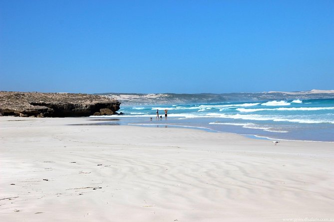 Exceptional Port Lincoln, Seafood and Wildlife Tour - What you’re really paying for: value at $114