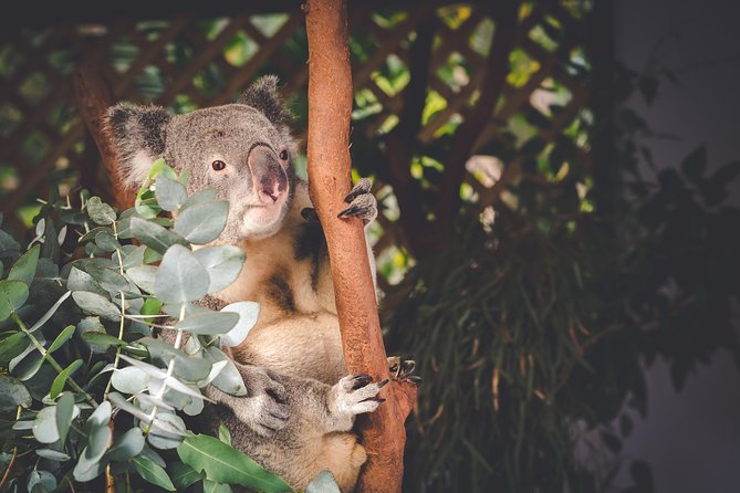 Exclusive Blue Mountains Wildlife and Bushwalk Tour From Sydney - Wentworth Falls Bushwalk: Short Trails, Real Steps