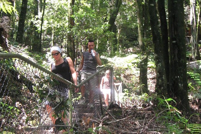 Exclusive Blue Mountains Wildlife and Bushwalk Tour From Sydney - How Weather Can Rewrite Your Day (And Why the Guide Helps)
