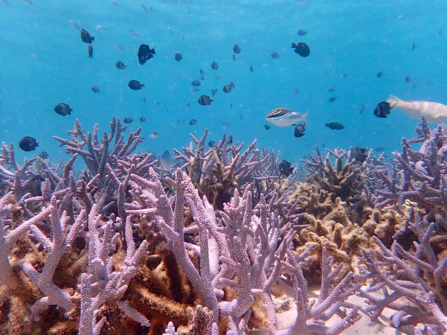 Exmouth: Full day Ningaloo in a Day tour - Vlamingh Head Lighthouse: the best photo stop for the whole day