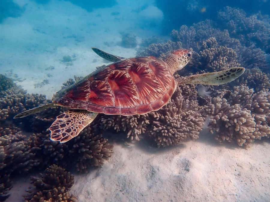 Exmouth: Guided Ningaloo Reef Snorkel Adventure - Key highlights to look for