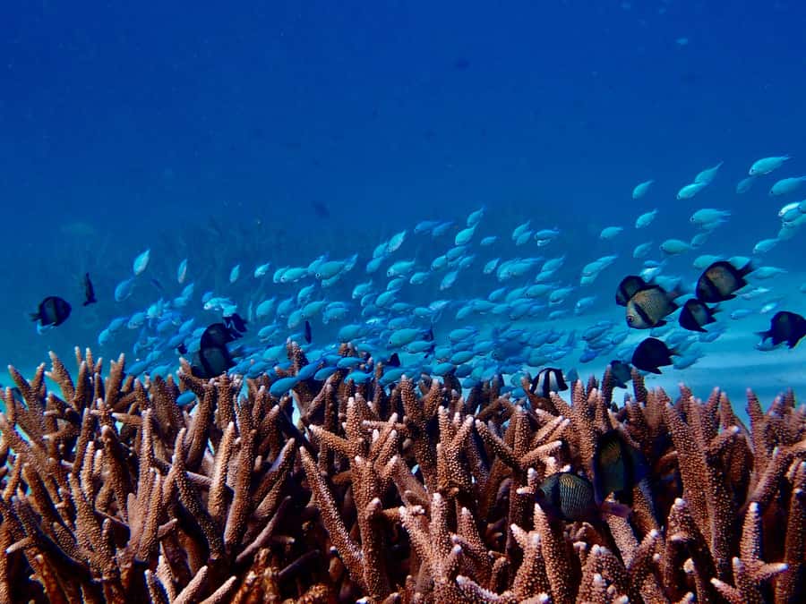 Exmouth: Guided Ningaloo Reef Snorkel Adventure - A 7-hour Ningaloo reef day built around tide and weather