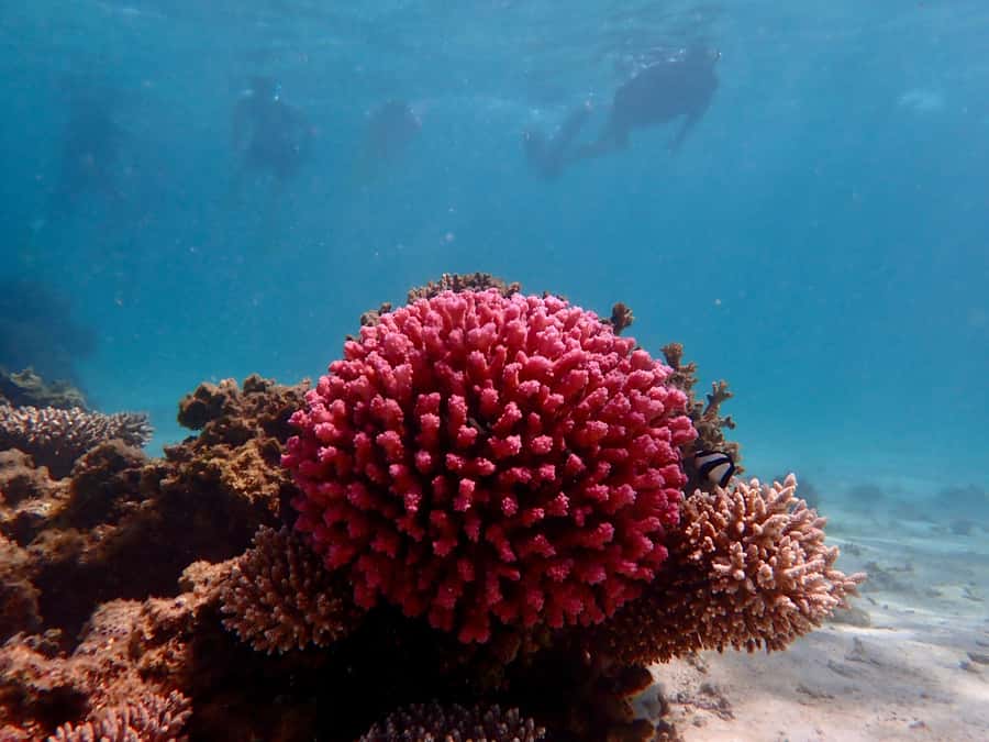 Exmouth: Guided Ningaloo Reef Snorkel Adventure - How the guidance changes everything (even if you’re a beginner)