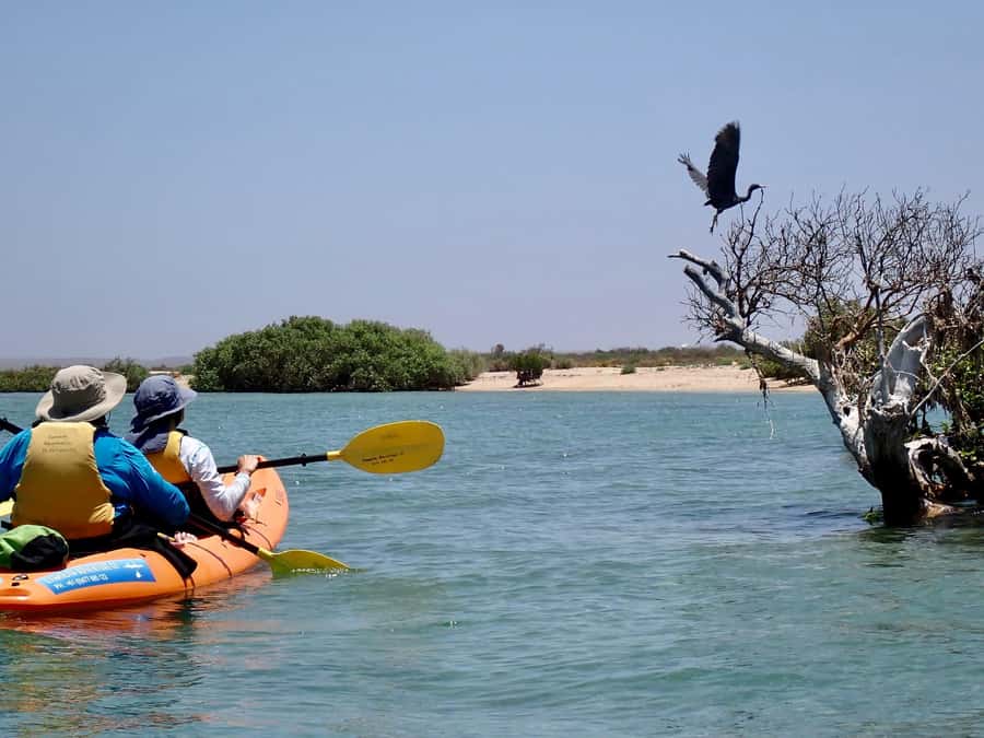 Exmouth: Half Day Turtle Kayak & Snorkel Tour - What to bring (and what’s worth skipping)