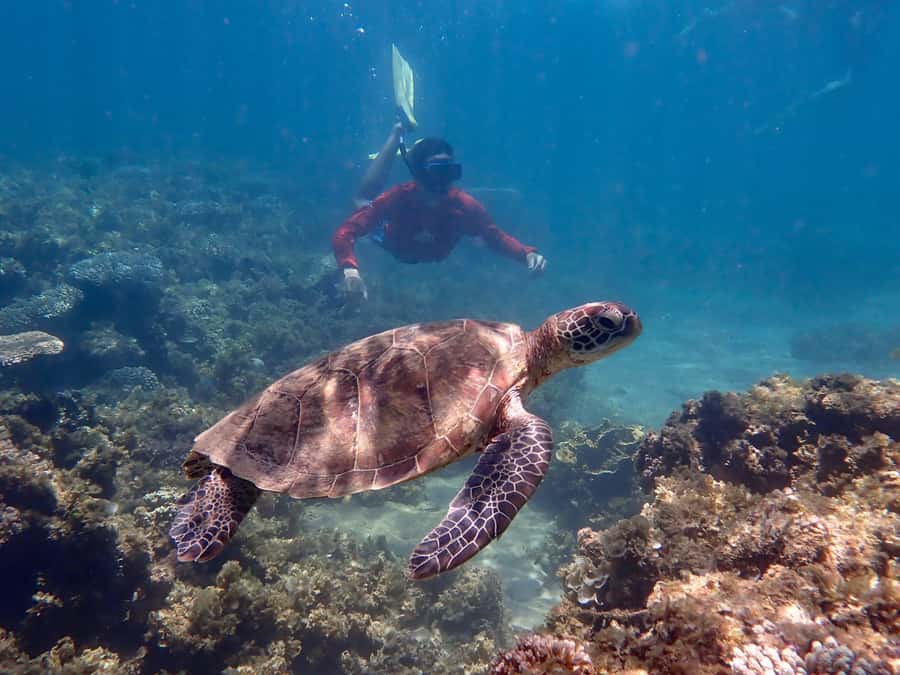 Exmouth: Half Day Turtle Kayak & Snorkel Tour - Price and value: what you’re really paying for