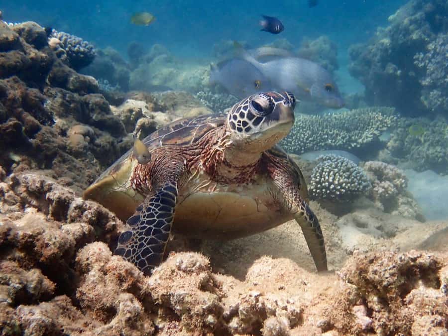 Exmouth: Half Day Turtle Kayak & Snorkel Tour - The wildlife target: turtles, rays, baby reef sharks, and schools of fish