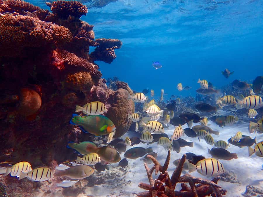 Exmouth: Lagoon Explorer - Full day kayak & Snorkel tour - The day on the water: lagoons, beaches, and the wildlife watch