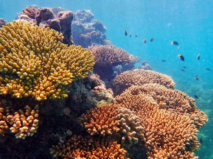 Exmouth: Lagoon Explorer - Full day kayak & Snorkel tour - Getting to the water: pickup timing and what’s included