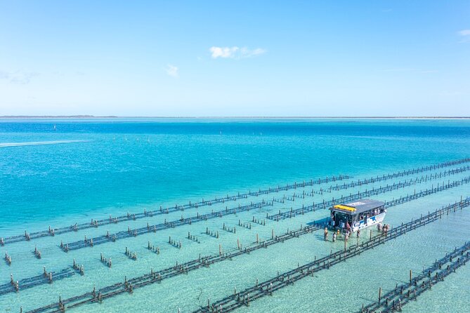 Experience Coffin Bay Oyster Farm and Bay Tour - Snacks that are actually the main event: 12 oysters, plucked and shucked on board
