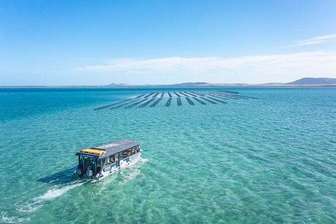 Experience Coffin Bay Oyster Farm and Bay Tour - Brother Islands cruise: seals, possible dolphins, and a calm finish