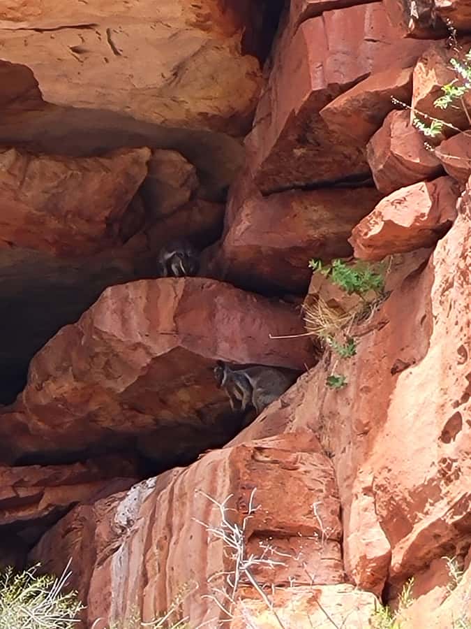 Explore the Hidden Gorges: Kalbarri N.P, 4WD, Hike, Canoe - The Hike Into 4-Ways Pool: Steep, Rocky, and Worth the Effort