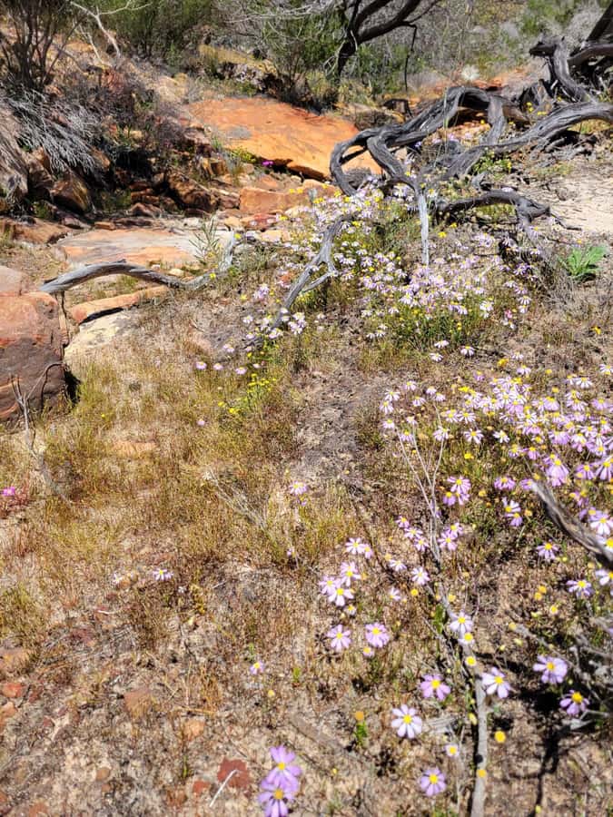Explore the Hidden Gorges: Kalbarri N.P, 4WD, Hike, Canoe - Full-Day Upgrade: Lunch Plus Nature’s Window and Skywalk Lookouts