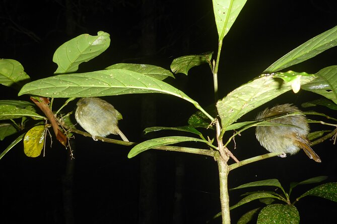 Family Night Walking Tour at Tropical Rainforest in Daintree - Wildlife Sightings: What You Can Expect (and What You Can’t Control)