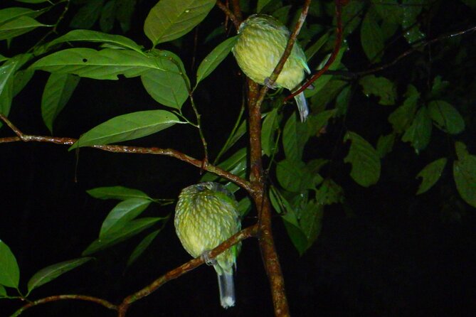 Family Night Walking Tour at Tropical Rainforest in Daintree - Group Size and Pacing: The Family Night Advantage