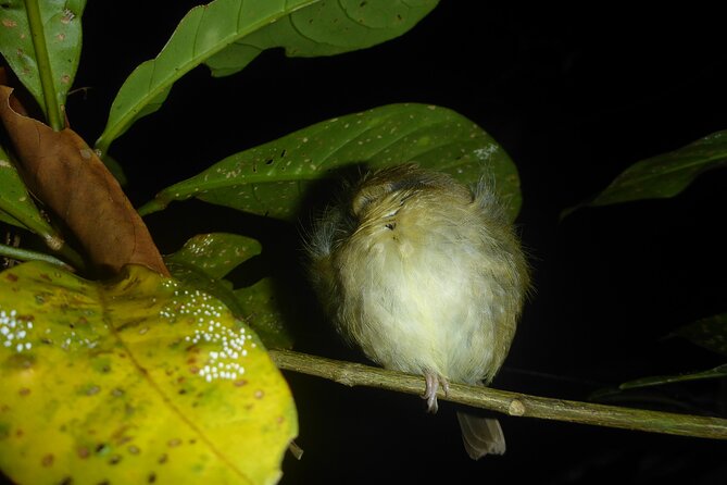 Family Night Walking Tour at Tropical Rainforest in Daintree - What to Bring: Hot, Buggy, and Practical Gear