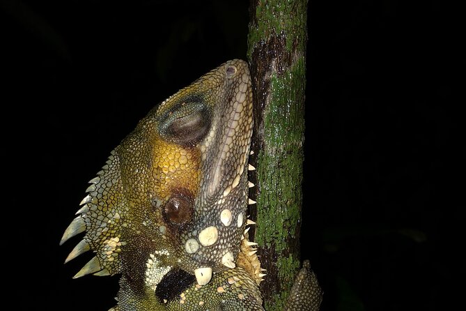 Family Night Walking Tour at Tropical Rainforest in Daintree - The Jungle Tech: Spotlights and Thermal Imaging in Real Life