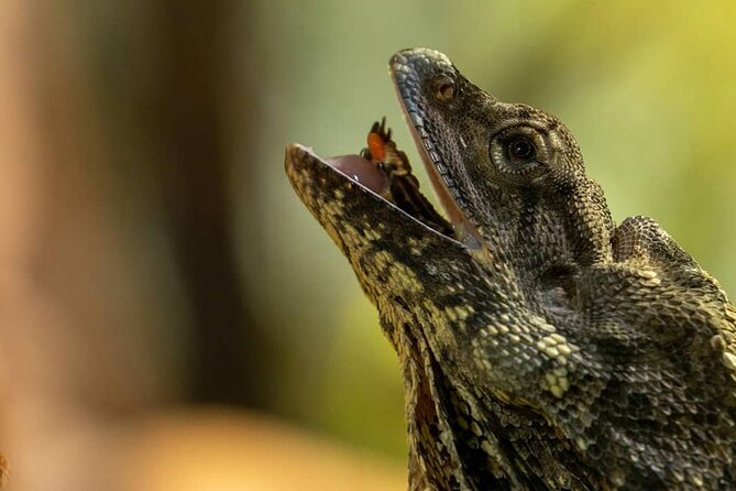 Featherdale Wildlife Park with Exclusive Private Transfers - Private transfers in Sydney: comfort and fewer stress points