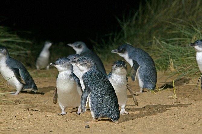 Featherdale Wildlife Park with Exclusive Private Transfers - Guide-led routing: fewer queues and better animal order