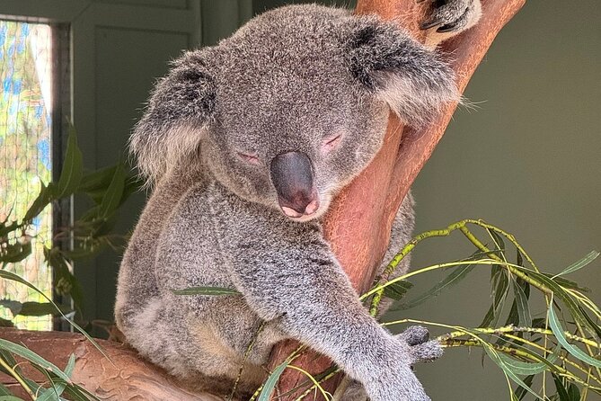 Featherdale Wildlife Park with Exclusive Private Transfers - Possible downsides and how to plan around them