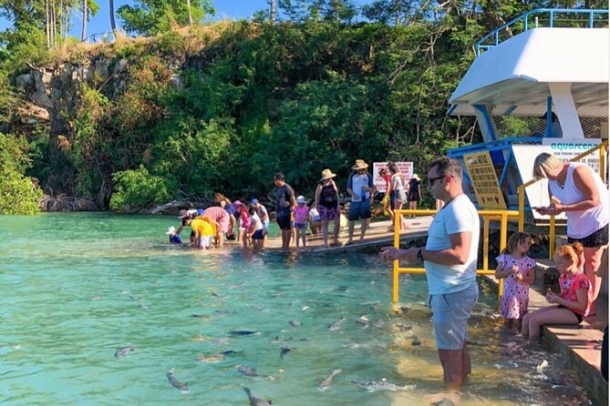 Fish Feeding Activity in Darwin - A Darwin high-tide ritual: Aquascene in Doctors Gully