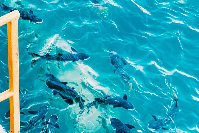 Fish Feeding Activity in Darwin - Should you book Aquascene fish feeding in Darwin?