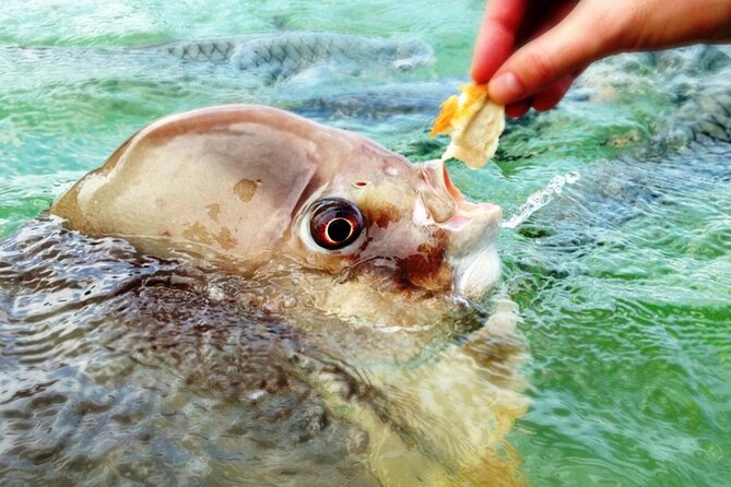Fish Feeding Activity in Darwin - FAQ