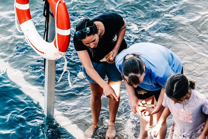 Fish Feeding Activity in Darwin - Stairs vs. wading: choose the experience level that fits you