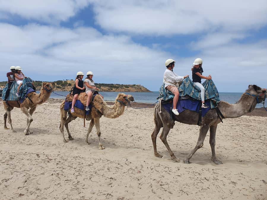 Fleurieu Coast: Victor Harbor, Port Elliot & d'Arenberg Tour - Timing, comfort, and what the 8 hours actually feels like
