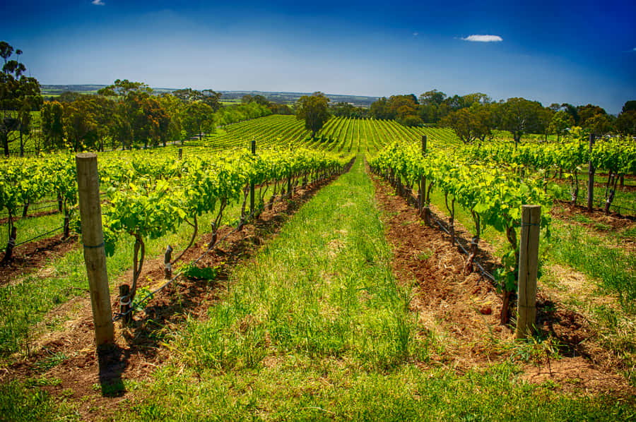 Fleurieu Peninsular: McLaren Vale Winery Experience - McLaren Vale plus Fleurieu Peninsula: why this day works