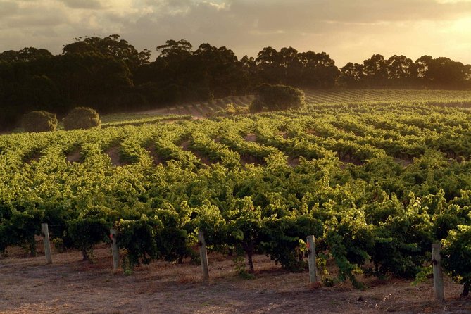 Flight to Leeuwin Winery for Lunch - Arriving at Leeuwin Estate: Your Lunch Window in Margaret River
