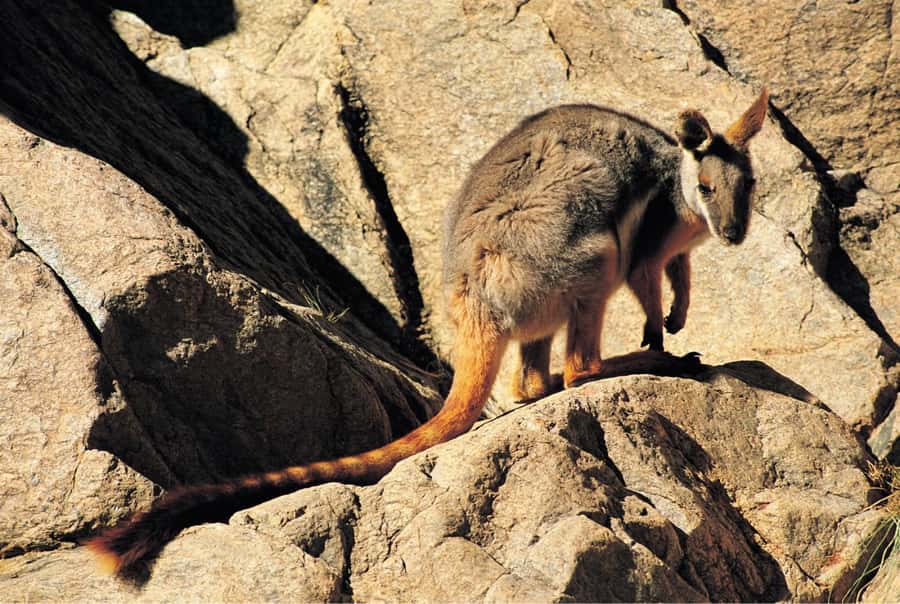 Flinders Ranges & Outback: 5-Day 4WD Tour from Adelaide - Price and value: what $2,332 is buying you