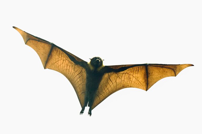 Flying Fox Experience, Thousands of Australia's Largest Bat - Key things to know before you go