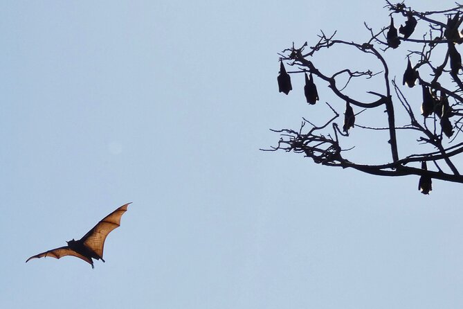 Flying Fox Experience, Thousands of Australia's Largest Bat - The camera and binocular setup: how you actually get good shots