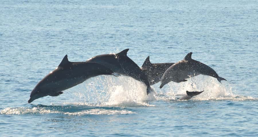 Fraser Island 4-Hour Eco-Sailing Adventure - AquaMat and boom net: the fun that makes the ticket feel worth it