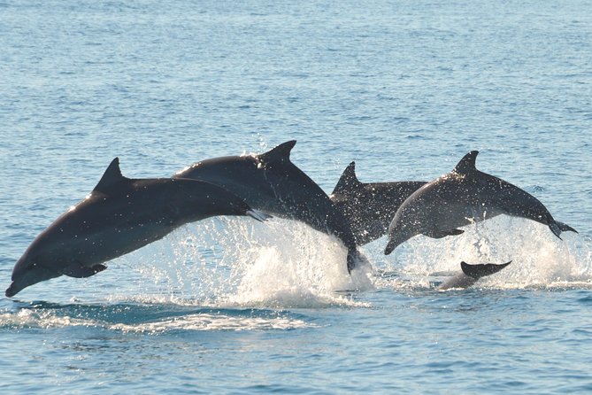 Fraser Island & Dolphin Sailing Adventure - From Great Sandy Straits Marina to the Water in 4 Hours