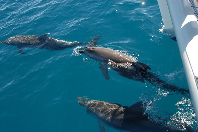 Fraser Island & Dolphin Sailing Adventure - Great Sandy Strait: What You’re Actually Looking For