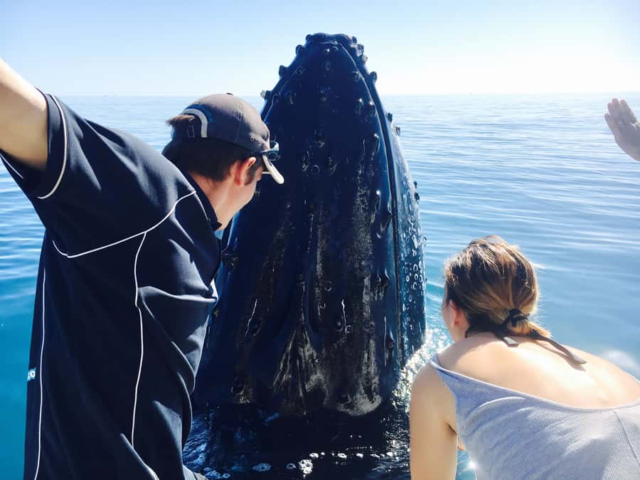 Fraser Island (K'gari): Remote Island and Whale Experience - Key Things That Make This K’gari Whale Day Different
