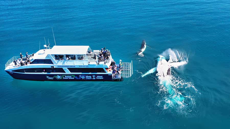 Fraser Island (K'gari): Remote Island and Whale Experience - A 20-Meter Catamaran Day That Feels Like It Has Breathing Room
