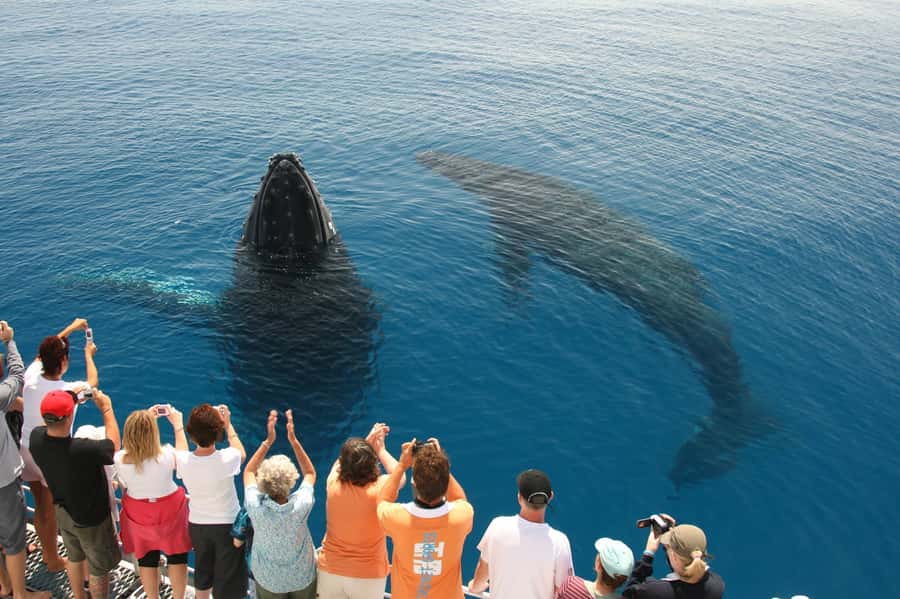 Fraser Island (K'gari): Remote Island and Whale Experience - Sand Dune Climb: The Workouts You Earn the Views With