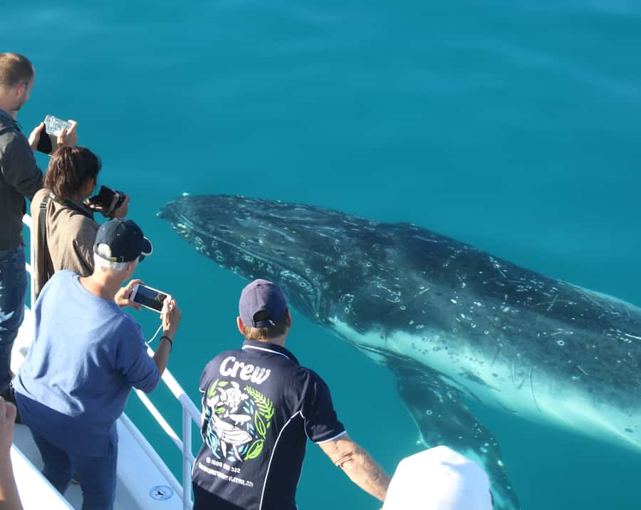 Fraser Island (K'gari): Remote Island and Whale Experience - Chasing Humpbacks: From Spy Hops to Whale Breaches