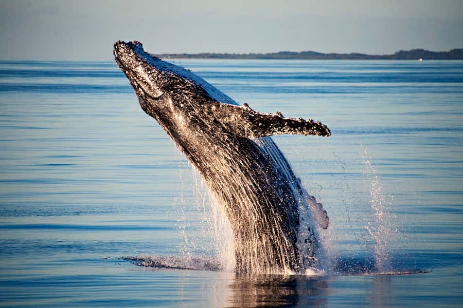 Fraser Island (K'gari): Remote Island and Whale Experience - When You Can Swim With Whales: A Bonus, Not a Promise
